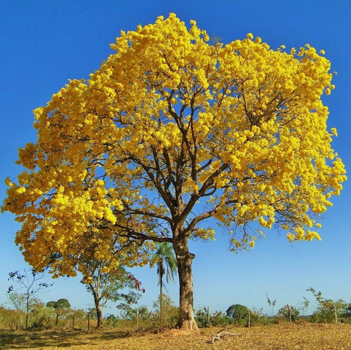 APOSTILA 10º